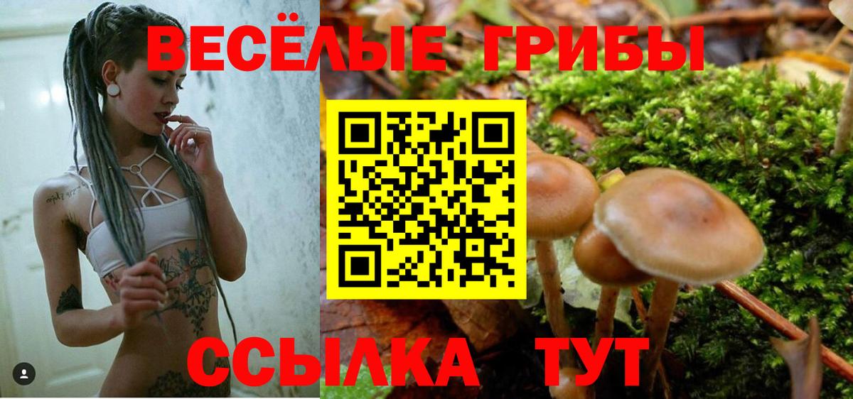 Майкоп  где найти наркотики  Вход с VPN  Галлюциногенные грибы Psilocybe 